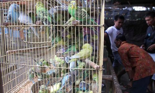 TERORISME DI SOLO: Burung Peliharaan Badri Tak Terurus