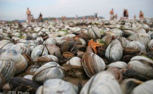 DAMPAK BADAI: Pesta Kerang di Pantai Rusia