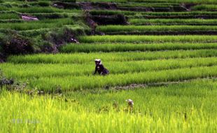 IPB Luncurkan 5 Varietas Padi Unggul