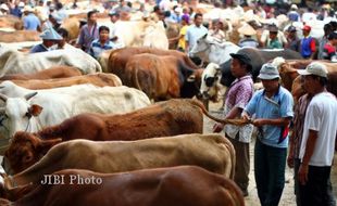 PPSKI Nilai Pemerintah Tak Serius Tangani Daging Sapi Impor