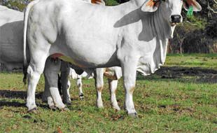 Kandang Sapi Komunal di Huntap Sleman Dibangun Bulan Ini 