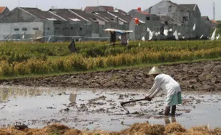 PERTANIAN: 24.525 Hektare Lahan Pertanian Wonogiri Nganggur