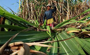 POLA TANAM: Tanam Padi Sering Gagal, Petani Pilih Tanam Tebu