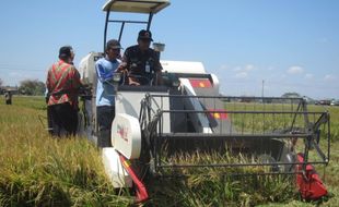 MT I Mundur, Petani Diminta Ubah Pola Tanam Padi