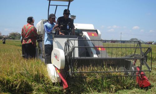 MT I Mundur, Petani Diminta Ubah Pola Tanam Padi