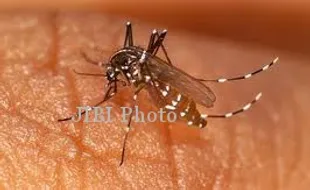 Dinkes Klaten Antisipasi Meluasnya Chikungunya