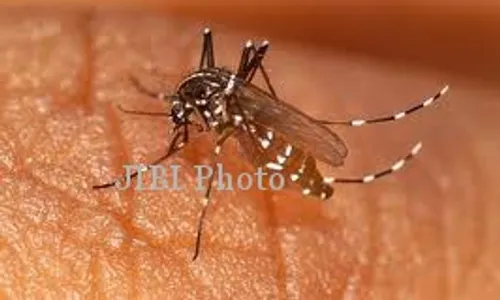 Dinkes Klaten Antisipasi Meluasnya Chikungunya