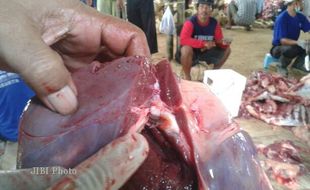 Giliran Disnakan Karanganyar Temukan Cacing Hati