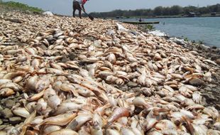 Petani Keramba Cengklik Cemas Kematian Susulan Ikan