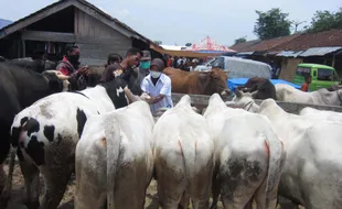 Disnakan Boyolali Minta Penjual Hewan Kurban Harus Kantongi SKKH