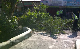 POHON TUMBANG, Sebagian Jl dr Cipto Mangunkusumo Ditutup