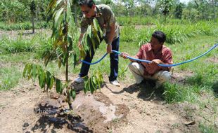 CSR PERTAMINA: 2.800 Pohon Durian Ditanam di Desa Karanganyar