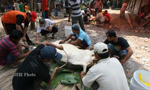 MEMBERSIHKAN BULU SAPI