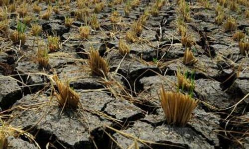 Antisipasi Gagal Panen, Bantul Petakan Lahan Rawan Kekeringan