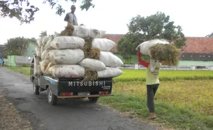 Tersaingi Produk Impor, Harga Beras Delanggu Anjlok