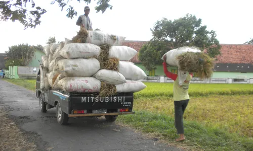 Tersaingi Produk Impor, Harga Beras Delanggu Anjlok