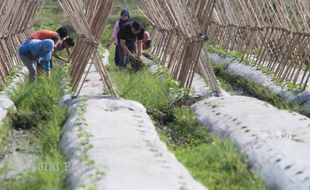  Agribisnis 97 Desa di Klaten Bakal Dikembangkan  