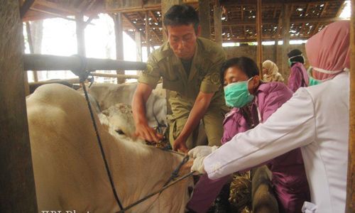 Duh,Harga Sapi Naik Rp2 juta Per Ekor 