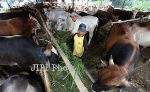 IDULADHA 2017 : Di Bantul, Harga Kurban Naik 30%