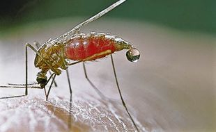 MALARIA KULONPROGO : Tamu Luar Daerah Diperiksa Darahnya