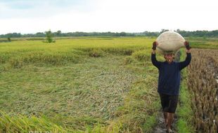 Pukat UGM Cium Korupsi Bidang Pangan