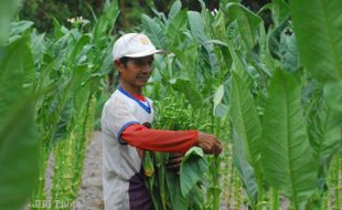    Harga Tembakau Anjlok, Petani di Manisrenggo  Kecewa