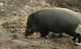   Babi Hutan Masuk Ladang, Warga Giriwoyo Resah