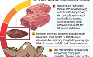 Sapi Kurban Sukoharjo Terinfeksi Cacing Hati, Berikut Ciri-Cirinya