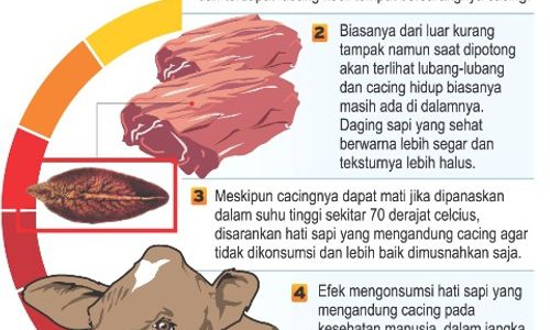 IDULADHA 2014 : Puluhan Sapi Kurban di Semarang Kena Cacing Hati   