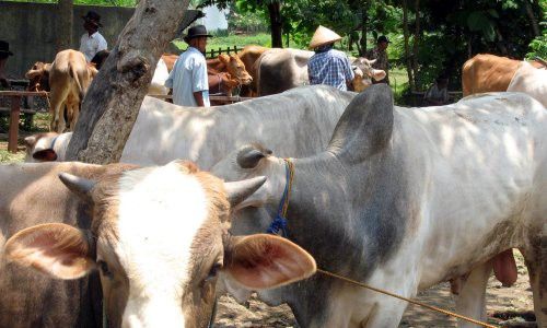 IDUL ADHA 2013 : Jumlah Hewan Kurban di Gunungkidul Meningkat