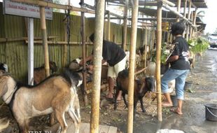 Lokasi Penjualan Hewan Kurban Bakal Ditertibkan