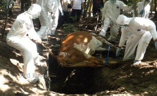 Cegah Antraks Terulang, Gunungkidul Bikin Raperda Larangan Brandu