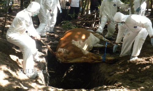 Cegah Antraks Terulang, Gunungkidul Bikin Raperda Larangan Brandu