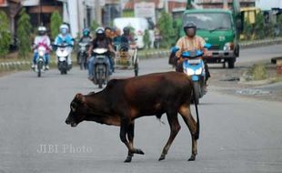 Ngamuk Hendak Disembelih, Sapi Kurban Kalah Dengan Timah Panas