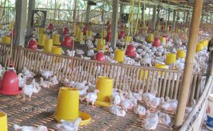 Peternak di Gunungkidul Keluhkan Tingginya Harga Pakan Ayam