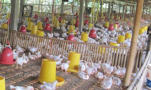 Peternak di Gunungkidul Keluhkan Tingginya Harga Pakan Ayam