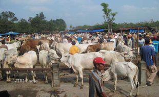 HARGA SAPI : Harga Sapi di Bojonegoro Turun Rp 1 Juta/ekor, Ini Sebabnya