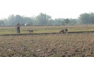 KEKERINGAN SUKOHARJO : 2.000 Hektare Sawah Bera