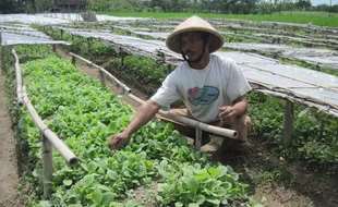 Stok Melimpah, Harga Tembakau Turun