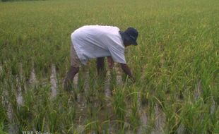 Musim Hujan, Petani Diimbau Waspadai Serangan Tiga Jenis Hama