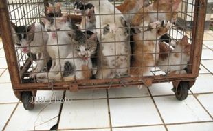 Dinas Peternakan Jakut Ciduk 424 Ekor Kucing Liar