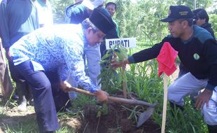 Boyolali Kejar Penanaman 600.000 Pohon Hingga Akhir Tahun