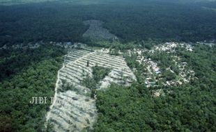 Aduh, Otonomi Daerah Percepat Kerusakan Hutan