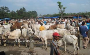 IDUL ADHA 2016 : Harga Sapi Naik Hanya Rp1,5 Juta/Ekor, Peternak Boyolali Mengeluh