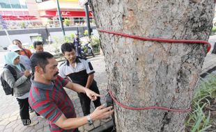  WALIKOTA PERIKSA KABEL UNTUK LAMPU