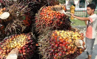 Keran Ekspor Crude Palm Oil (CPO) Dibuka, Asal...