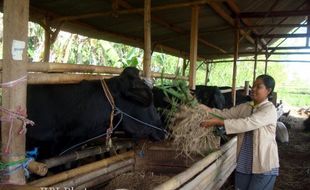 PB NU Sebut Kelangkaan Daging Sapi Hanya Permainan Demi Pembukaan Impor