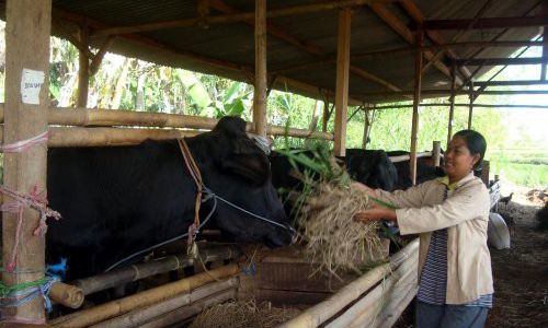 PB NU Sebut Kelangkaan Daging Sapi Hanya Permainan Demi Pembukaan Impor