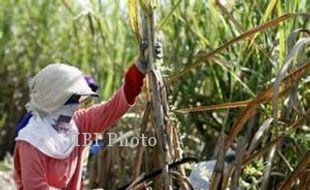 INDUSTRI GULA : PTPN XI Kembangkan Tebu Rendemen Tinggi dengan Bioteknologi