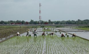   Irigasi Kacau, Petani di Pandeyan Tunda Tanam Padi